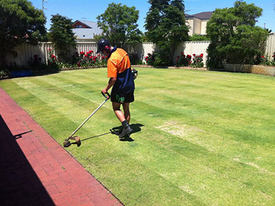 A Kiss My Grass crew member whipper-snipping the edges of a striped back lawn beside a brick path