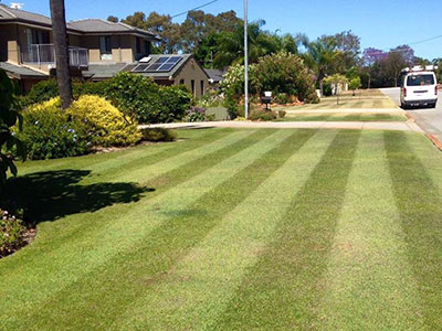 Striped suburban front lawn with palm trees lining the verge