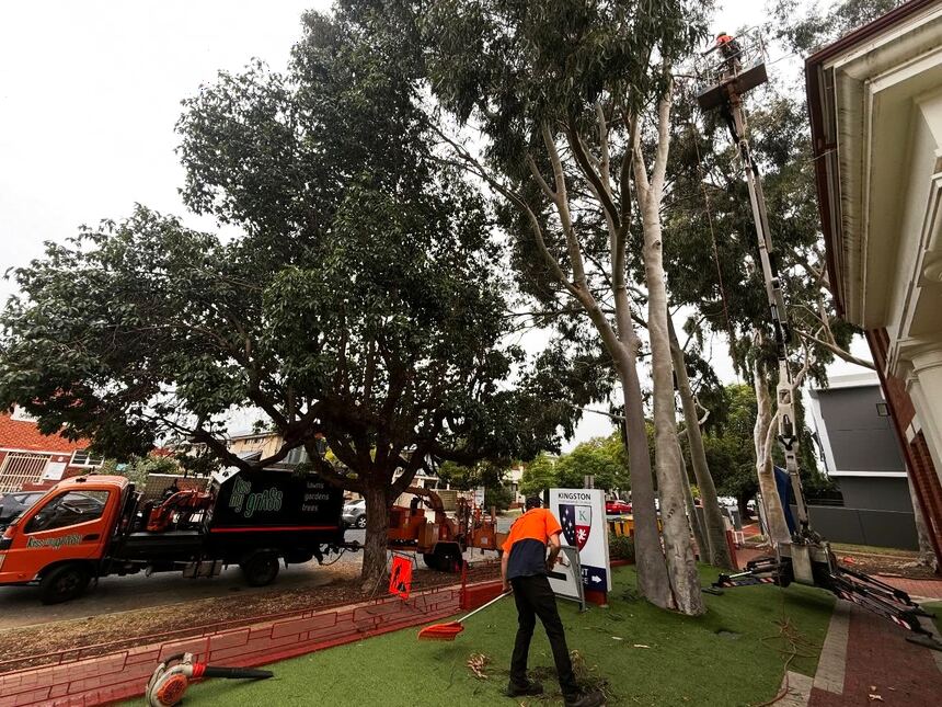 Kiss My Grass crew trimming tall gum trees from an elevated work platform, with a chipper and truck on site